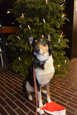 Ich sitze vor einem Weihnachtsbaum, der mit einer Lichterkette geschmückt ist und schaue in die Kamera. Vor meinen Pfoten liegt eine rote Nikolausmütze. 