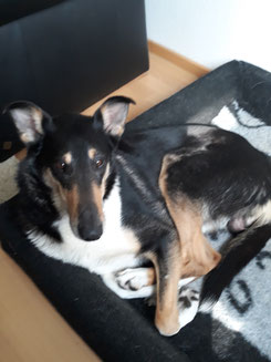 Blade liegt zusammengerollt auf seinem Hundebett und schaut in die Kamera. 
