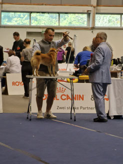 Tsukikagesou Pandora, Erfolgreich Shiba, CACIB Tulln Hundeausstellung, Bundessieger, Richter Alberto Cuccillato, Eduard Vorderleitner