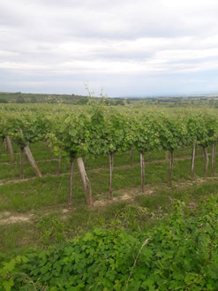 Grüner Veltliner Weingarten Weinfamilie Schober Feuersbrunn