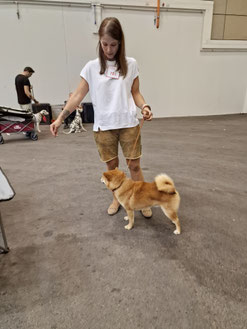 Terra Astreya Dilan Rai, Erfolgreich Shiba, CACIB Tulln Hundeausstellung, Richter Alberto Cuccillato, Pamela Vorderleitner
