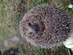 Diesjähriger umsorgter Jungigel, welcher mittlerweile mit über 700 g fit für den Winterschlaf ist. (Foto: S. Noll)