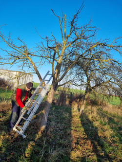 Streuobstwiese Streuobst Artenvielfalt Kufferath NABU Düren