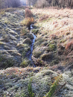 Anstatt Wasserrückhalt - Begradigung und Tieferlegung des Annafließes führt zur Trockenlegung ehemaliger Feuchtwiesen und Erlenbrüche. Foto: Andreas Fuchs