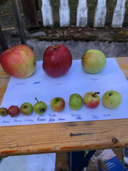 Kleinster und größter Apfel bei der Ernte Foto: Margareta Fluck