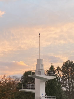 Storch im Sonnenuntergang Foto: Tina Mücke