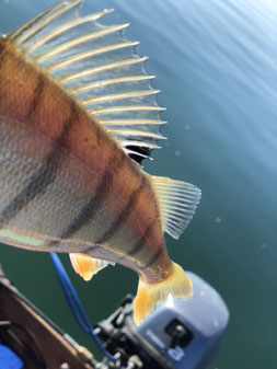 Hecht, Egli, Barsch, Zander, Pike, Esox, Murtensee, Angeln, Fischen, Fischerboot, Seeland, Esox, Perche