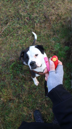 Individuelle Hundeschule, Hundetraining, Verhaltenstraining, Wäschenbeuren, Göppingen, Treue Hundpfoten