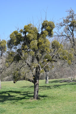 Ein Obstbaum, der von Misteln völlig überwuchert ist. Foto: Heino Pauly/NABU Metzingen