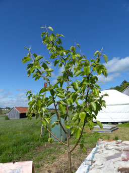 Baumschnitt, Obstbaumschnitt, Gartenhilfe, 