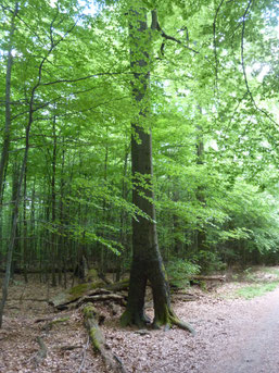 Erholung und Entspannung beim Waldbaden - Ein Angebot von Margit Sigle Rannenberg in Ludwigsburg