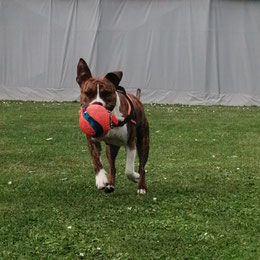 attestation chien dangereux amstaff chiens catégorisés 