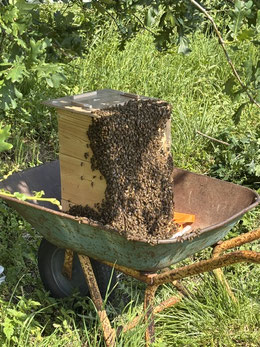 Das, was hier noch außen sitzend zu sehen ist, ist etwa ein fünftel von dem Schwarm. Alle anderen Bienen sind schon in die Beute eingezogen.