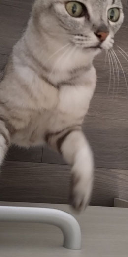 メシ待ち中