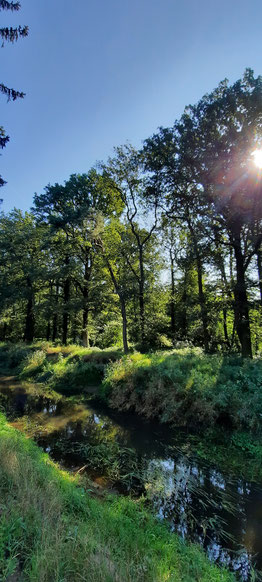 in Abschnitten führt die Issel durch den Kiefernwald, einfach schön!