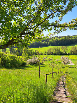 Ein Feldweg führt einen grünen Hang hinab