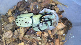 グラントシロカブト成虫(ペア)