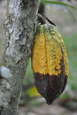 Von der Black-Pod-Krankheit befallene Kakaoschote (Quelle: Friedrich Neu 2019)