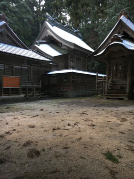 なごり雪と散乱した杉落ち葉