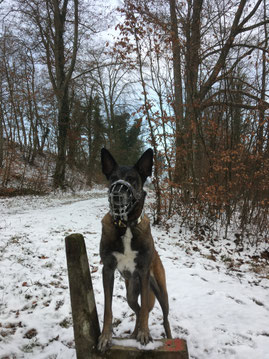 Hundeschule Namida, Hund