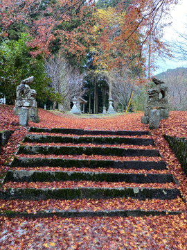 紅葉の絨毯