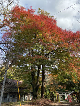 色づく紅葉