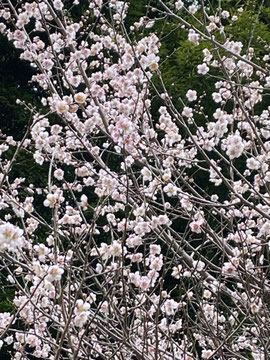 梅が開花