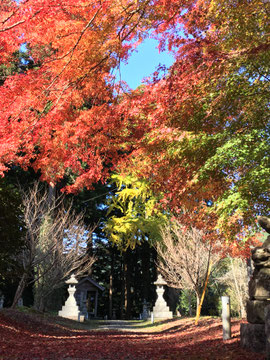 紅葉見頃