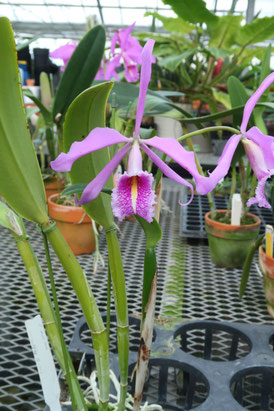 （ナッシーさま）ギムノカリキウム、苗フルセット　ブルチー、アンドレアエ、モスティ ナッシーさま）ギムノカリキウム、苗フルセット ブルチー