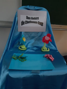 Gehirn als Chefinnen-Etage