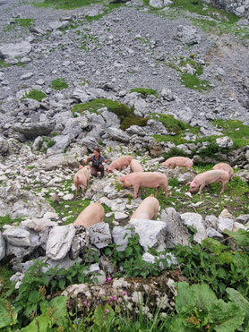Schweine auf Rotenbalm