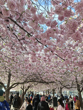 Die wundervolle Kirschblüte am Kungsträdgården im Herzen Stockholms.