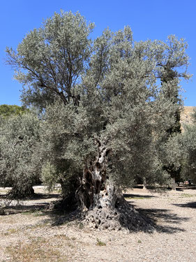 Uralte Olivenbäume