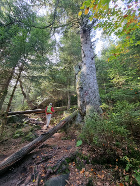 Quer liegende Baumstämme im Wald, dazwischen Wanderer mit Rauhaardackel