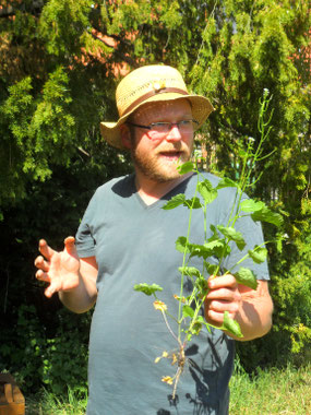 Die Knoblauchsrauke ist ein Wildkraut, welches antiseptisch, leicht harntreibend und schleimlösend wirkt. 
