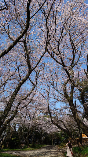 背の高い桜
