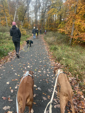 Junghundekurs, Hundetraining, Hundeschule, Butzbach, World of Dogs