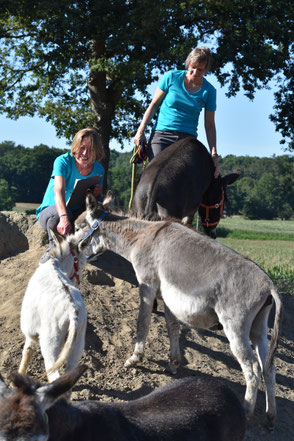 Teamarbeit fördern - Team-Coaching & Teamentwicklung - Eselgestütztes Teambuilding - Yvonne Devant - COACHING & CONSULTING