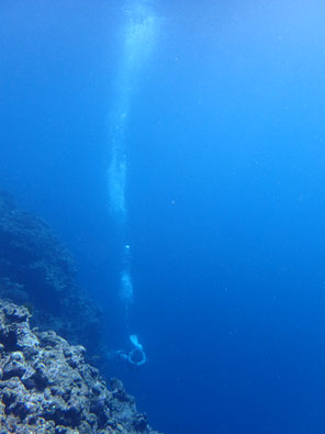 石垣島でのんびりダイビング「黒島ブルー」ヒートハートクラブ