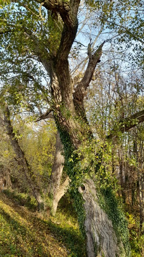 alter Baum