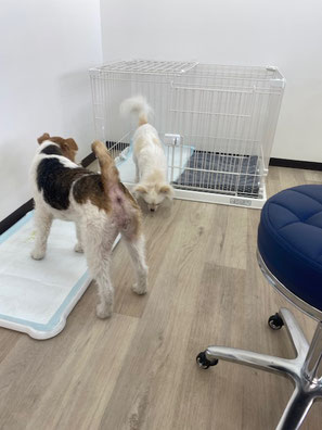 仲の良い犬たち