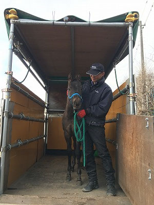 子馬の馬運車教育