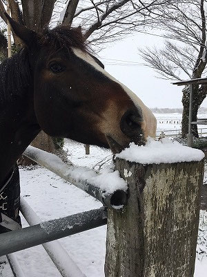天然水のかき氷？