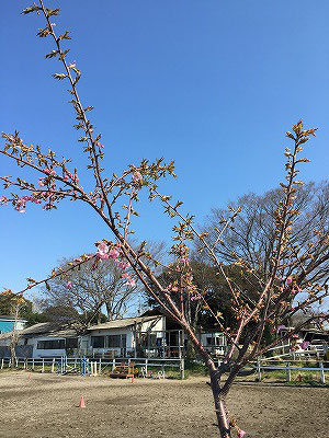 乗馬クラブの河津桜