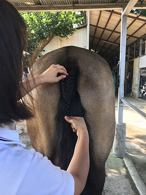 馬の尻尾編み