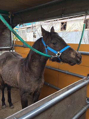 馬を馬運車に乗せる