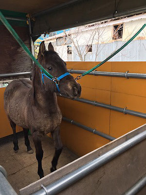 馬を馬運車に乗せる