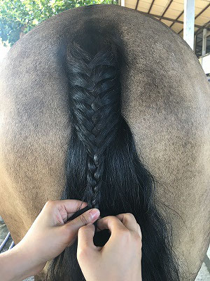 馬の尻尾編み