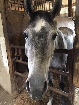 可愛くて性格の良い馬作り