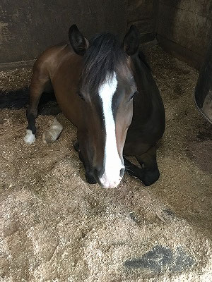 溢れる愛情で馬は変わる